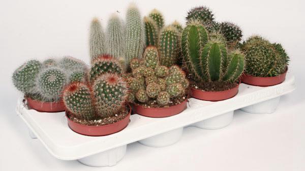 CACTUS GEM