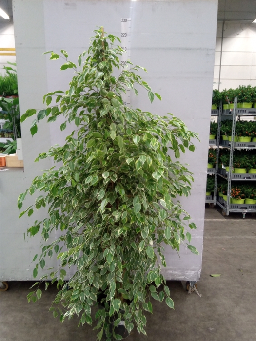 <h4>Ficus benja. 'Golden King'</h4>