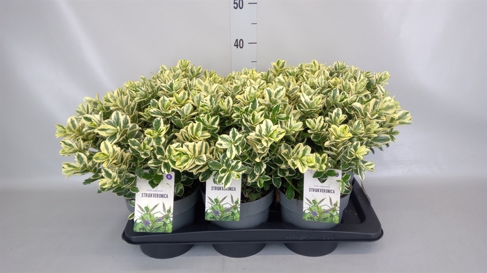 <h4>Hebe andersonii 'Variegata'</h4>