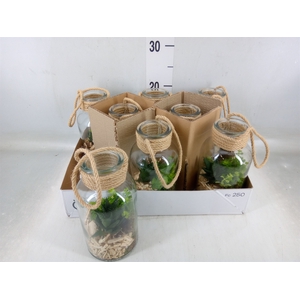 Arr.   Kamerplant Groen L%
