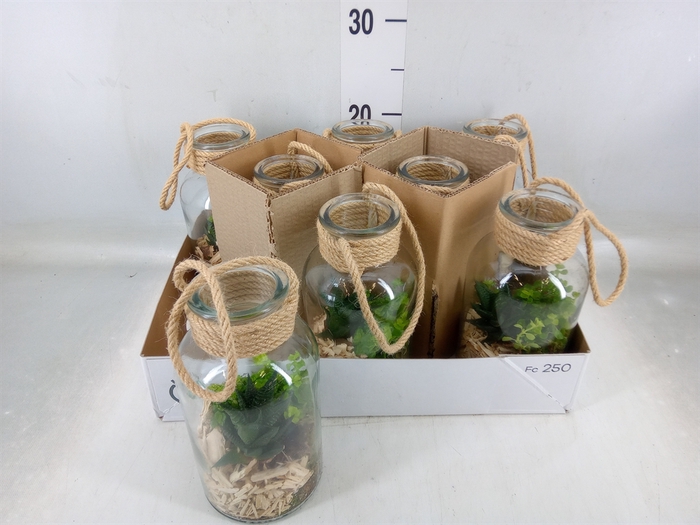 <h4>Arr.   Kamerplant Groen L%</h4>