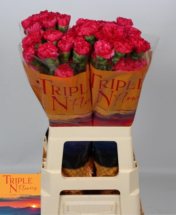 <h4>DI ST CERVANTES</h4>