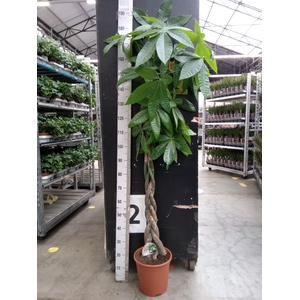 Pachira aquatica
