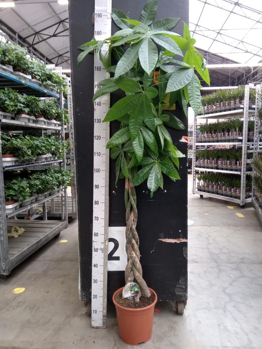 <h4>Pachira aquatica</h4>