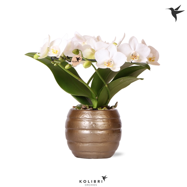 <h4>Kolibri Orchids Phalaenopsis Halo white in Bee pot</h4>