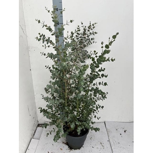 EUCAL URNIGERA