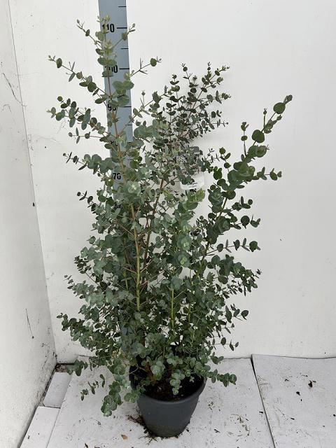 <h4>EUCAL URNIGERA</h4>