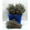 THYMUS WILD 400