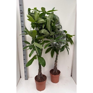 PACHIRA AQUATICA