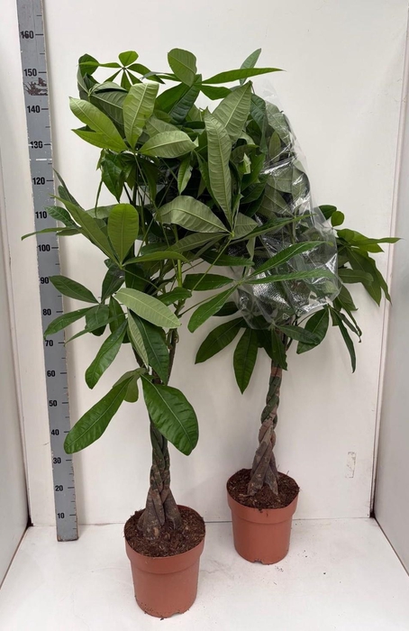 <h4>PACHIRA AQUATICA</h4>