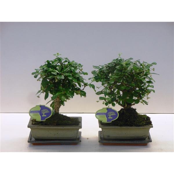 <h4>Carmona macrophylla, 20cm., broom, with drip tray</h4>