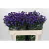 Aster Baby Parade