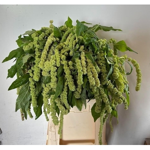 Amaranthus Ca Cycloop