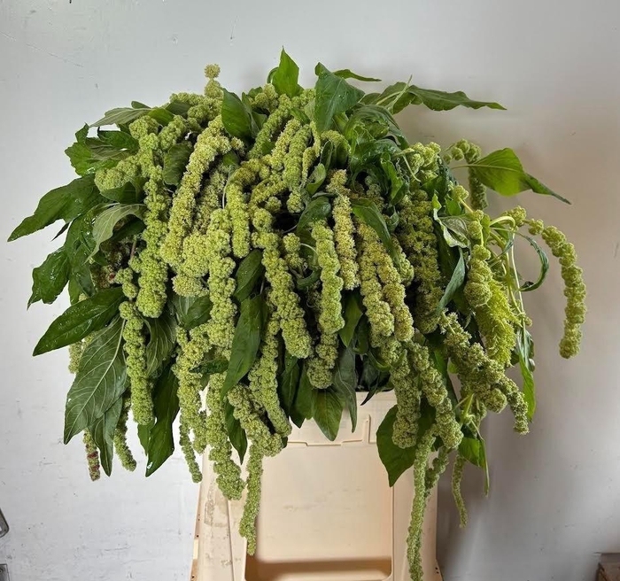 <h4>Amaranthus Ca Cycloop</h4>