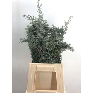 Cupressus Arizonica Bes