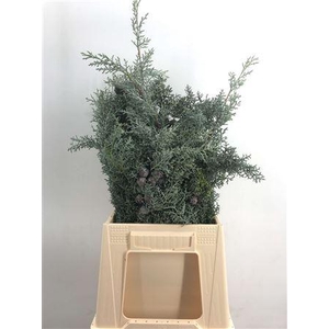 Cupressus Arizonica Bes