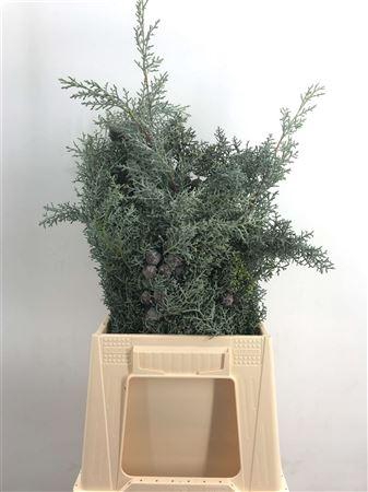 <h4>Cupressus Arizonica Bes</h4>