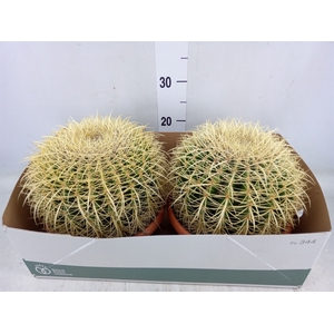 Echinocactus grusonii