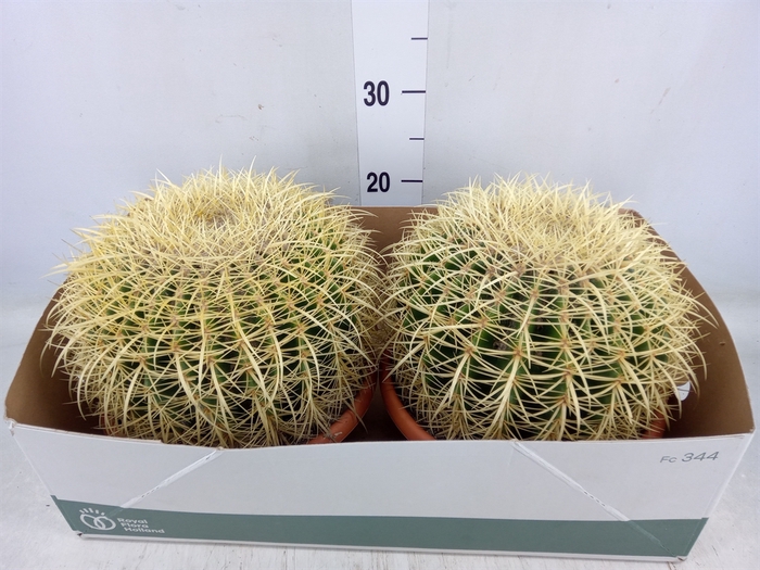 <h4>Echinocactus grusonii</h4>