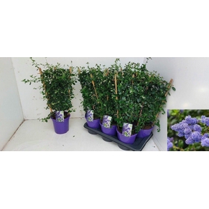 CEAN TH REPENS
