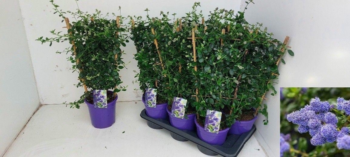 CEAN TH REPENS