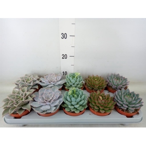 Echeveria   ...mix