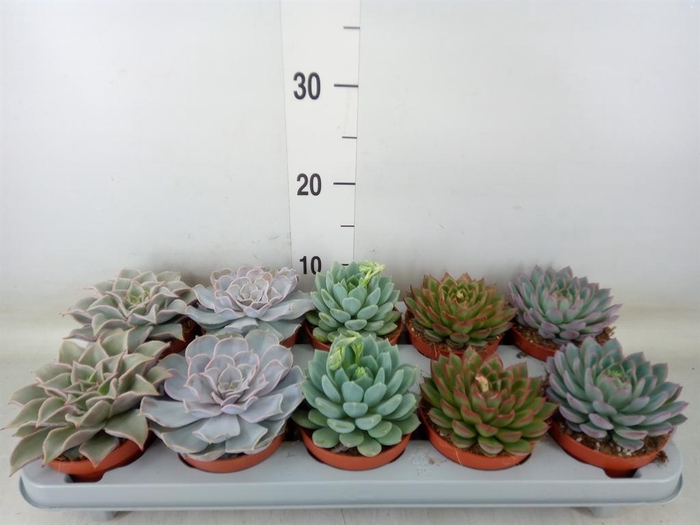 <h4>Echeveria ...mix</h4>