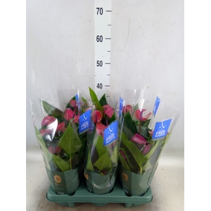 Anthurium andr. 'Pure Purple'