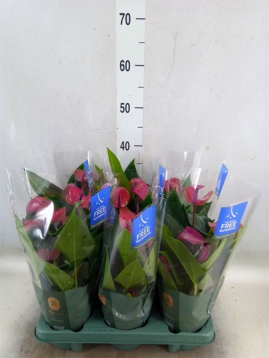 <h4>Anthurium andr. 'Pure Purple'</h4>