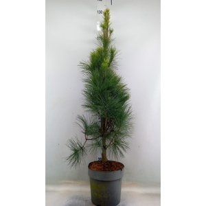 Pinus strobus