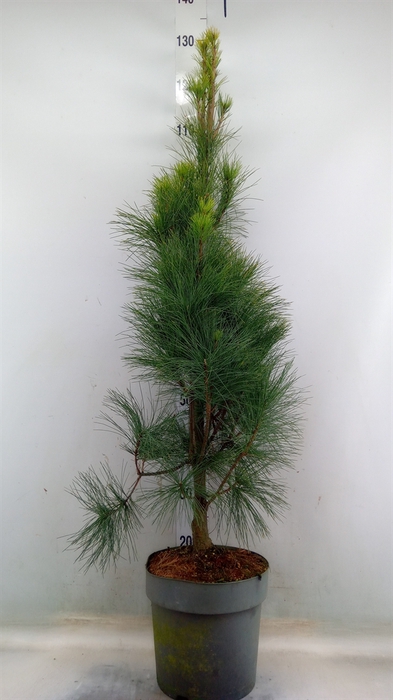 <h4>Pinus strobus</h4>