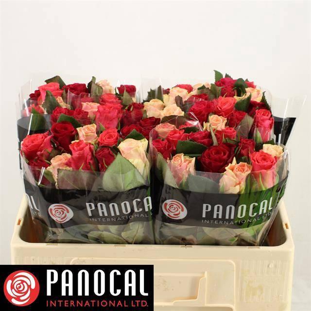 <h4>R GR TACAZZI GEM</h4>