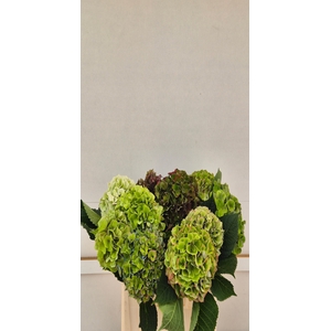 Hydrangea mix box green