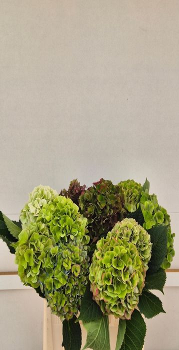 <h4>Hydrangea mix box green</h4>