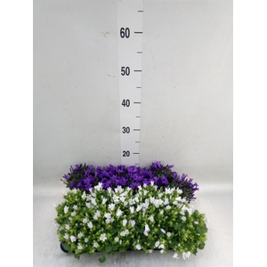Campanula   ...