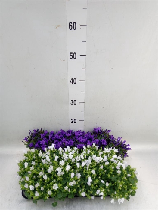 <h4>Campanula   ...</h4>