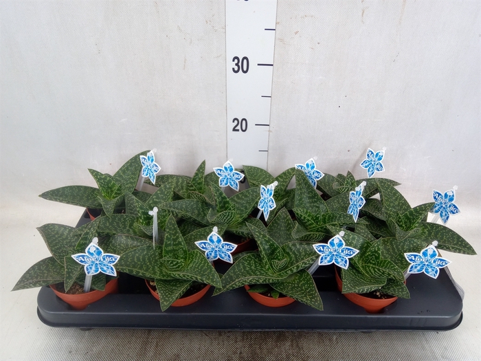 <h4>xGasteraloe  'Tiki Zilla'</h4>