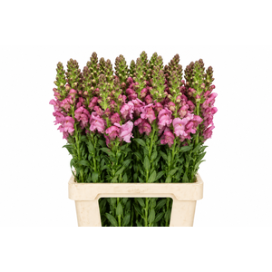 Antirrhinum Potomac Lavender