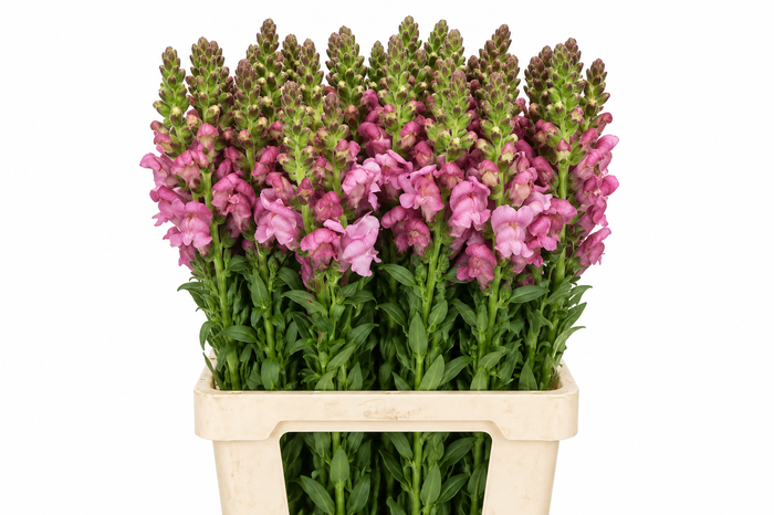 <h4>Antirrhinum Potomac Lavender</h4>