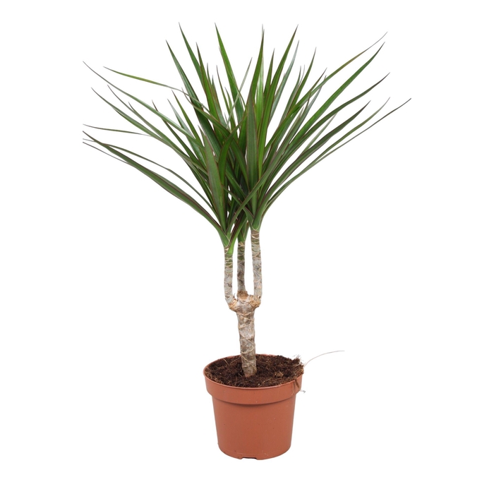 <h4>Dracaena Marginata enkele stam</h4>