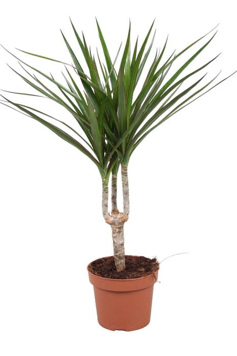 Dracaena Marginata enkele stam