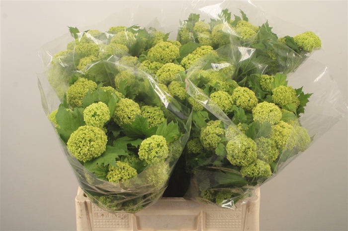 <h4>Viburnum Roseum St</h4>