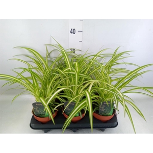Chlorophytum com. 'Variegatum'