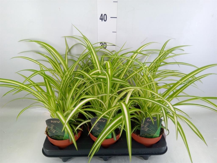 <h4>Chlorophytum com. 'Variegatum'</h4>