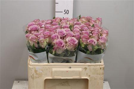 <h4>R Gr Nightingale!</h4>