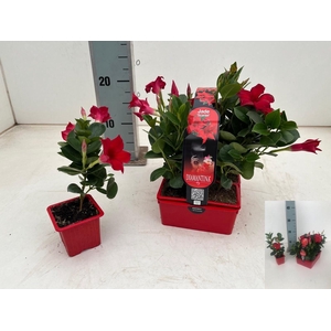 MANDE DI TOPAZE VERM