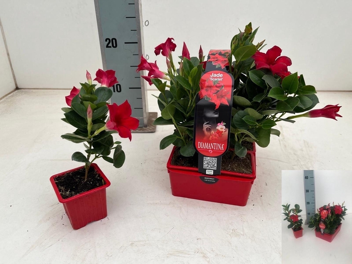 <h4>MANDE DI TOPAZE VERM</h4>