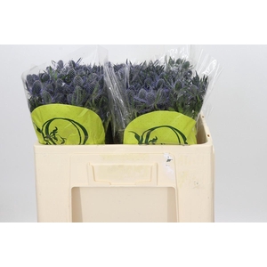 Eryngium Magical Blue Lagoon