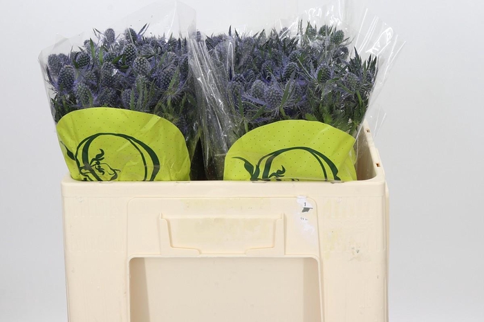 <h4>Eryngium Magical Blue Lagoon</h4>