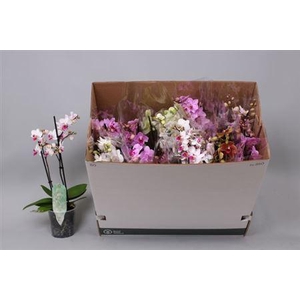 Phal Mf Gem 8 Kl 2 Branches 30+